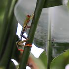 Rotaugenlaubfrosch - Costa Rica