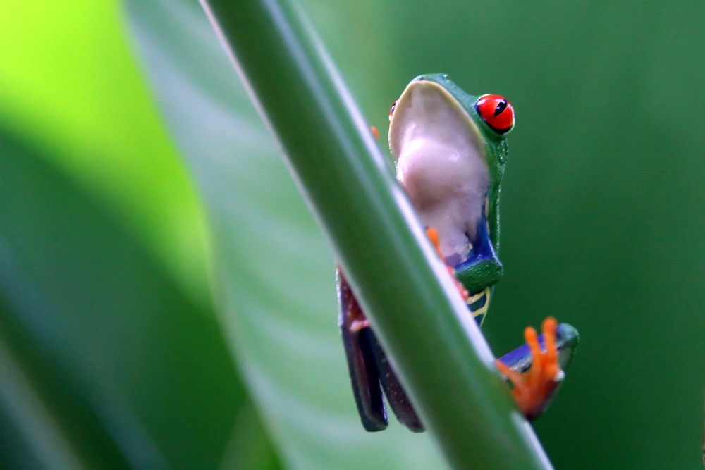 Rotaugenlaubfrosch - Costa Rica