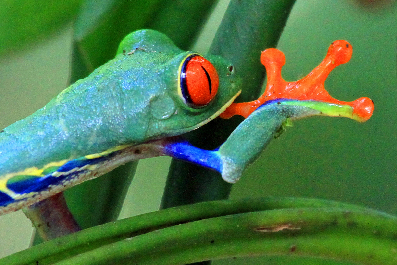 Rotaugenlaubfrosch, Costa Rica