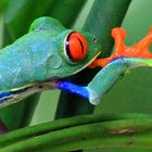 Rotaugenlaubfrosch, Costa Rica