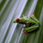 Rotaugenlaubfrosch - Costa Rica