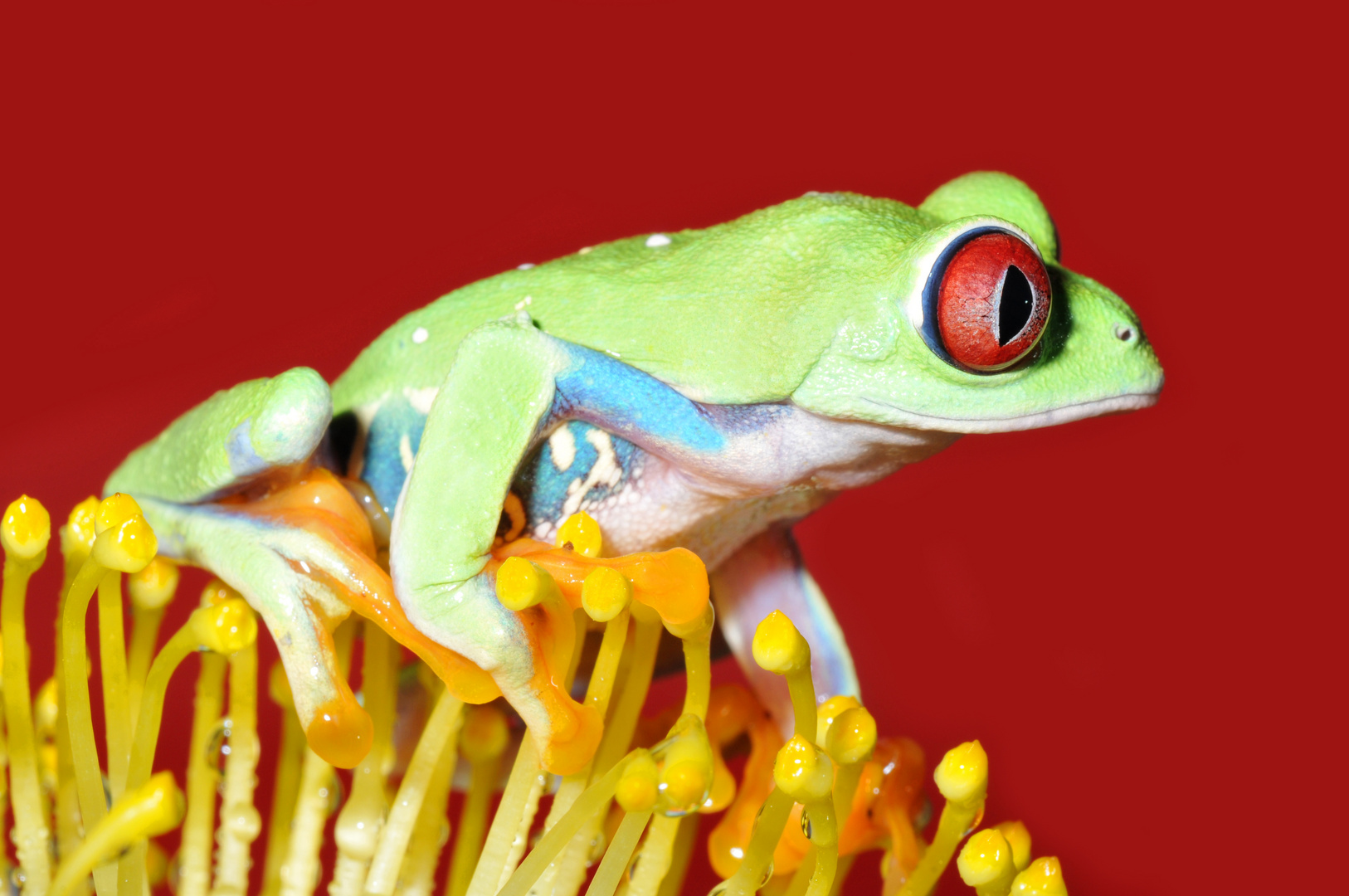 Rotaugenlaubfrosch Foto & Bild | tiere, haustiere, terraristik Bilder ...