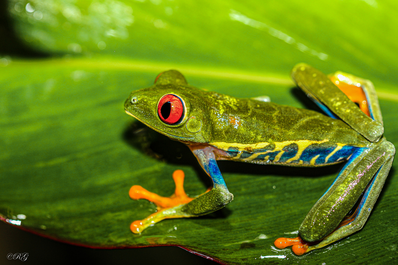 Rotaugenlaubfrosch