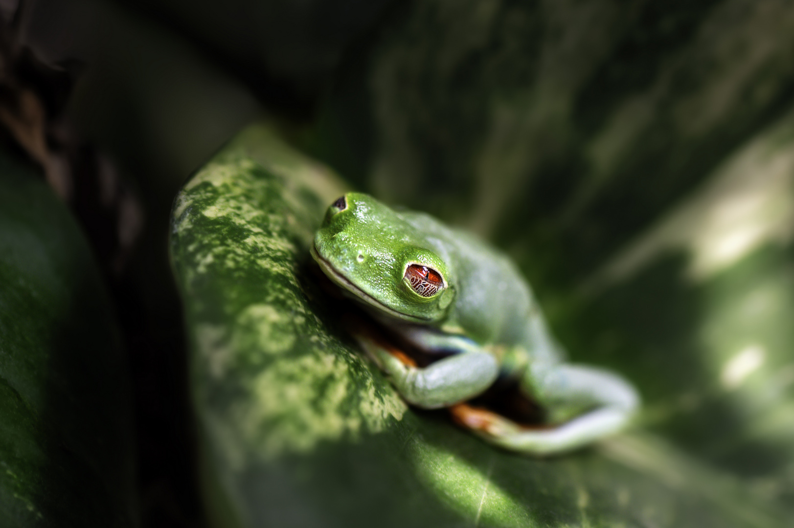 Rotaugenlaubfrosch