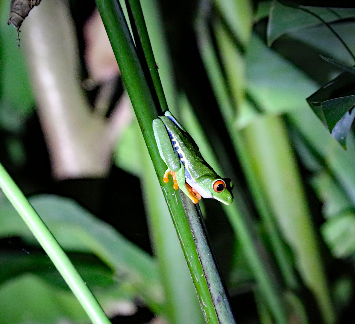 Rotaugenlaubfrosch