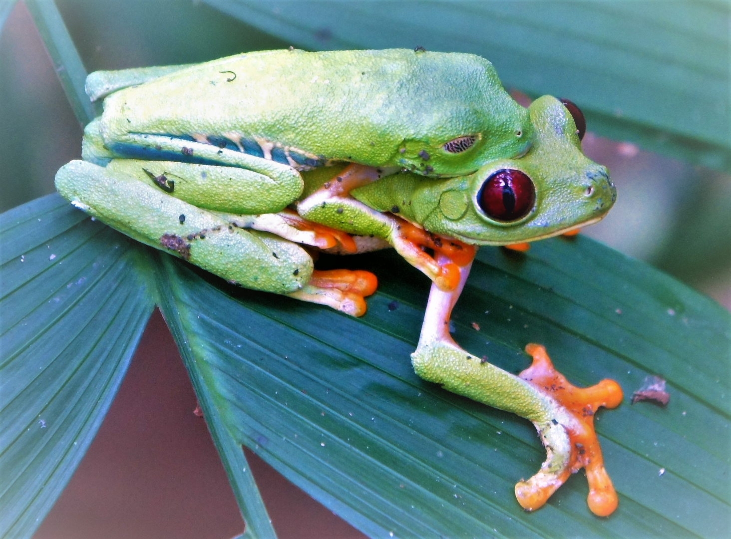 Rotaugenlaubfrosch