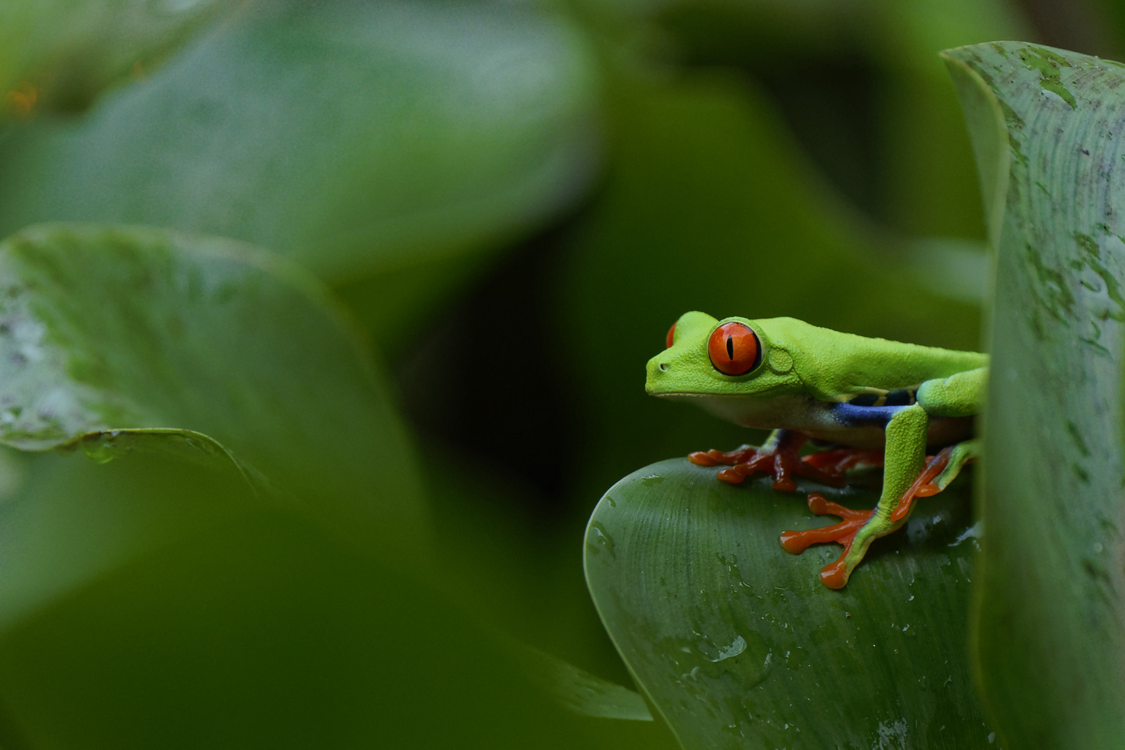 Rotaugenlaubfrosch