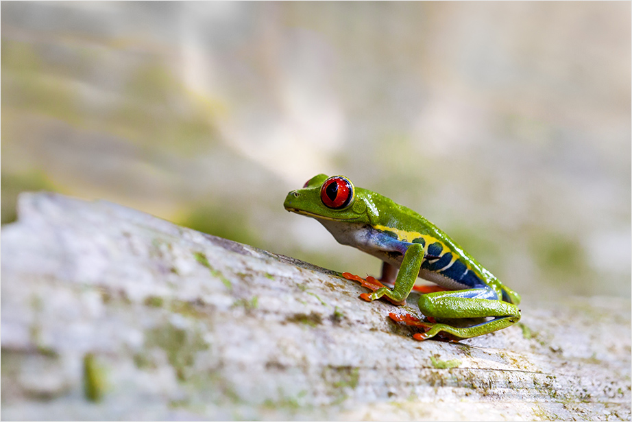 Rotaugenlaubfrosch