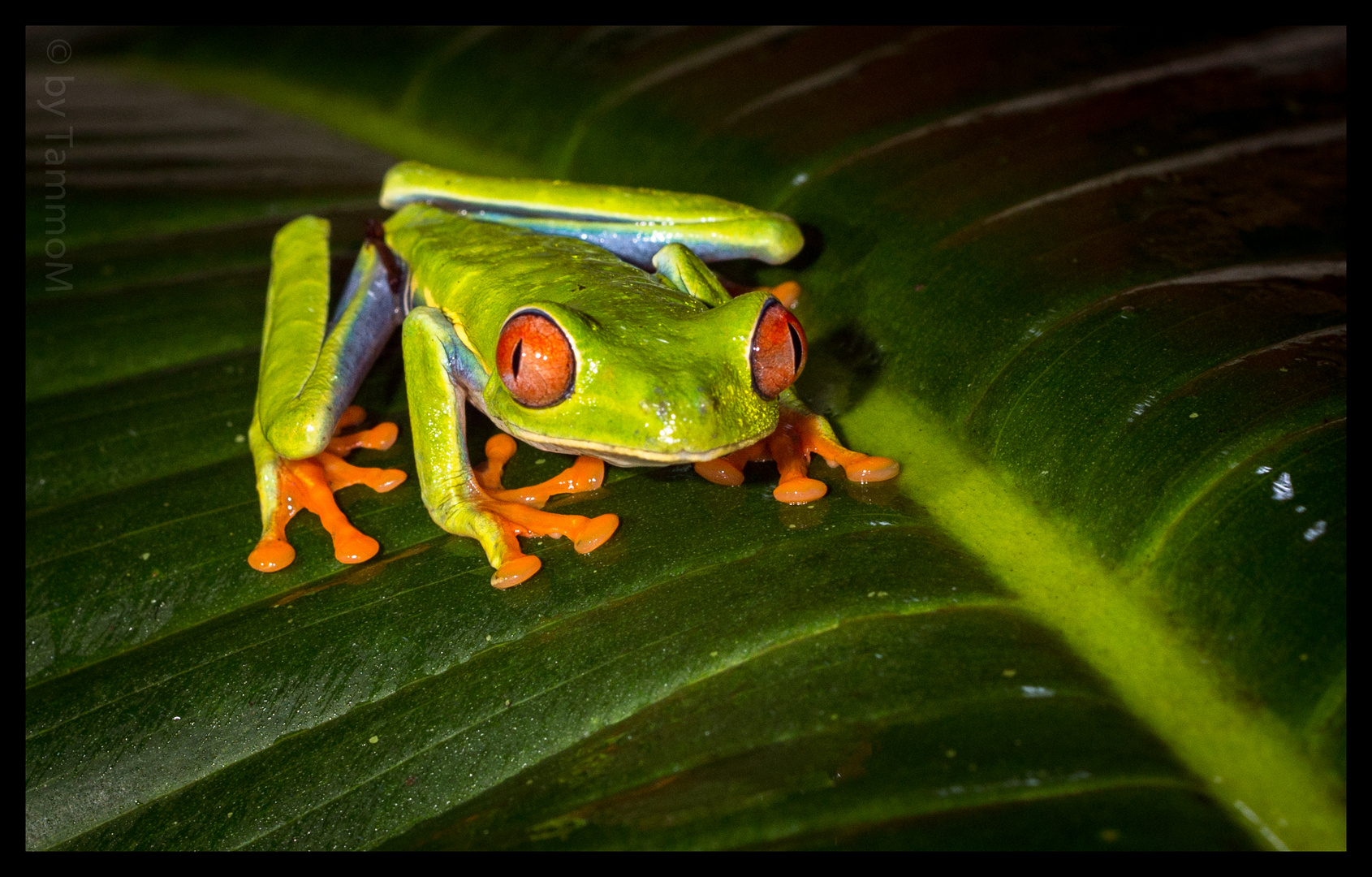 Rotaugenlaubfrosch II