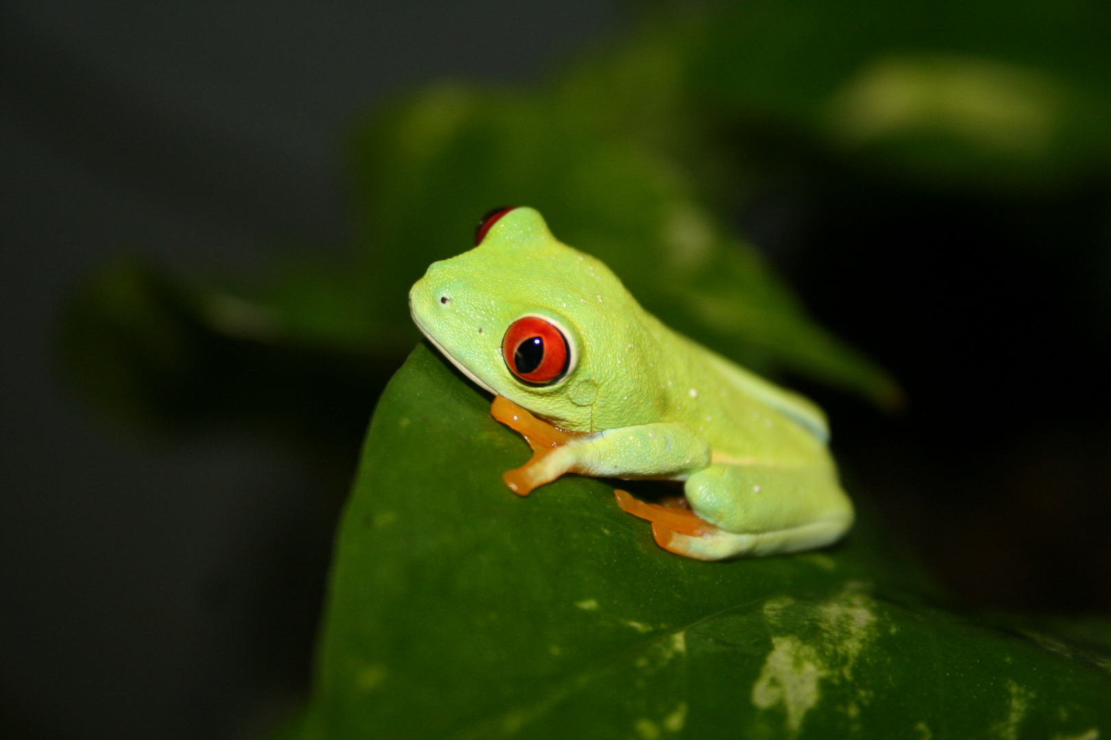 Rotaugenlaubfrosch im Terrarium