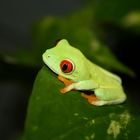 Rotaugenlaubfrosch im Terrarium