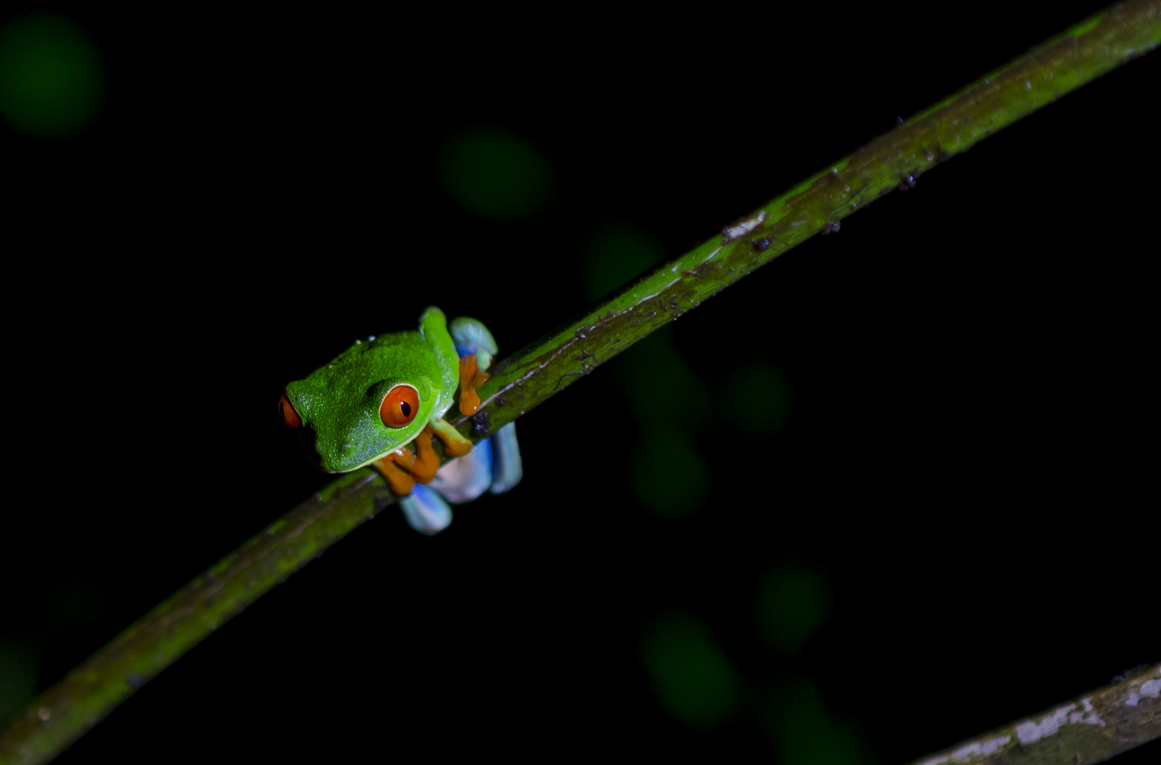 Rotaugenlaubfrosch in La Fortuna, Costa Rica