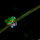 Rotaugenlaubfrosch in La Fortuna, Costa Rica