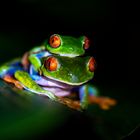 Rotaugenlaubfrosch in Sarapiqui (Costa Rica)