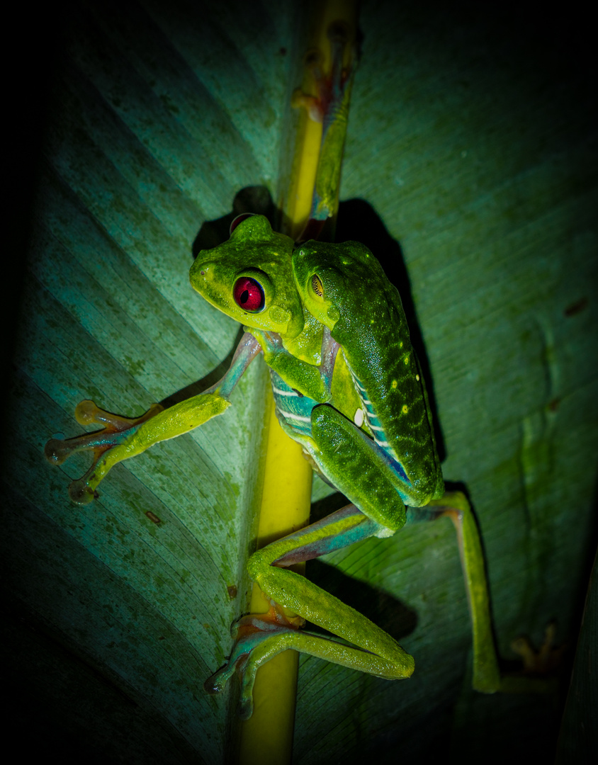 Rotaugenlaubfrosch mit Männchen am Rücken