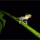 rotaugenlaubfrosch / red-eyed treefrog / agalychnis callidryas (5-8 cm)