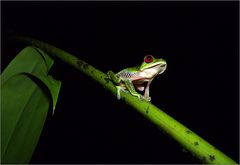 rotaugenlaubfrosch / red-eyed treefrog / agalychnis callidryas (5-8 cm)