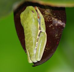 Rotaugenlaubfrosch Schlafhaltung bei Tage.