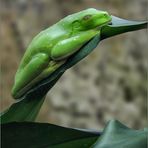 Rotaugenlaubfrosch -  The red-eyed tree frog