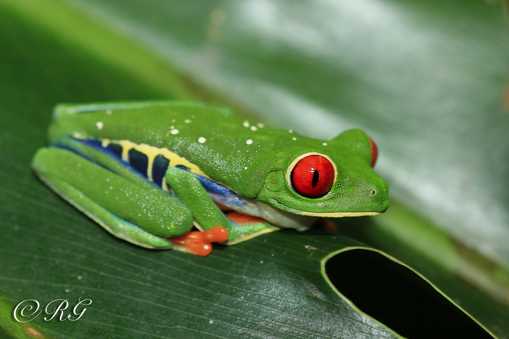 Rotaugenlaubfrosch3