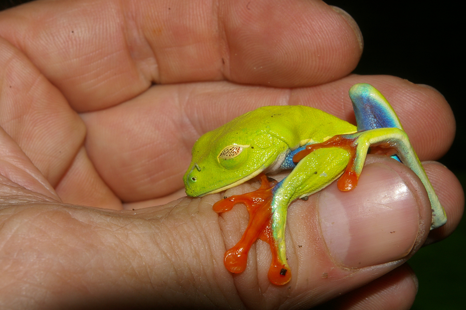 Rotaugenschlafmütze, Costa Rica Arenal