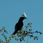 Rotaugenvogel mit Schmetterling als Beute