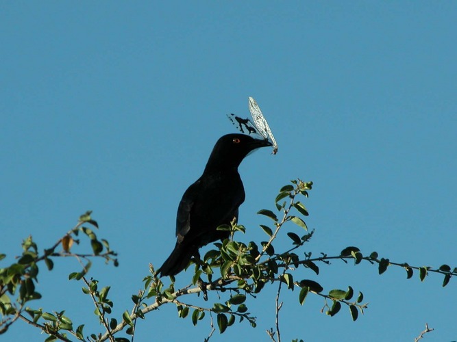 Rotaugenvogel mit Schmetterling als Beute