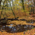 Rotbach im Herbst