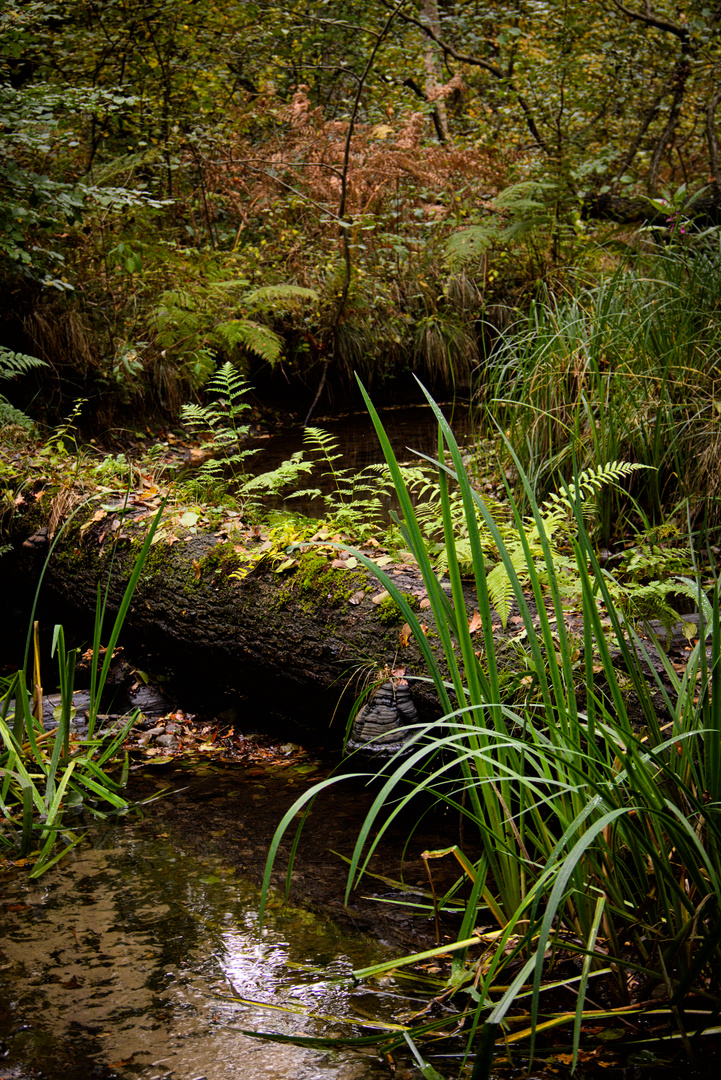 Rotbach im Herbst 