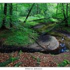 Rotbach im Spätsommer