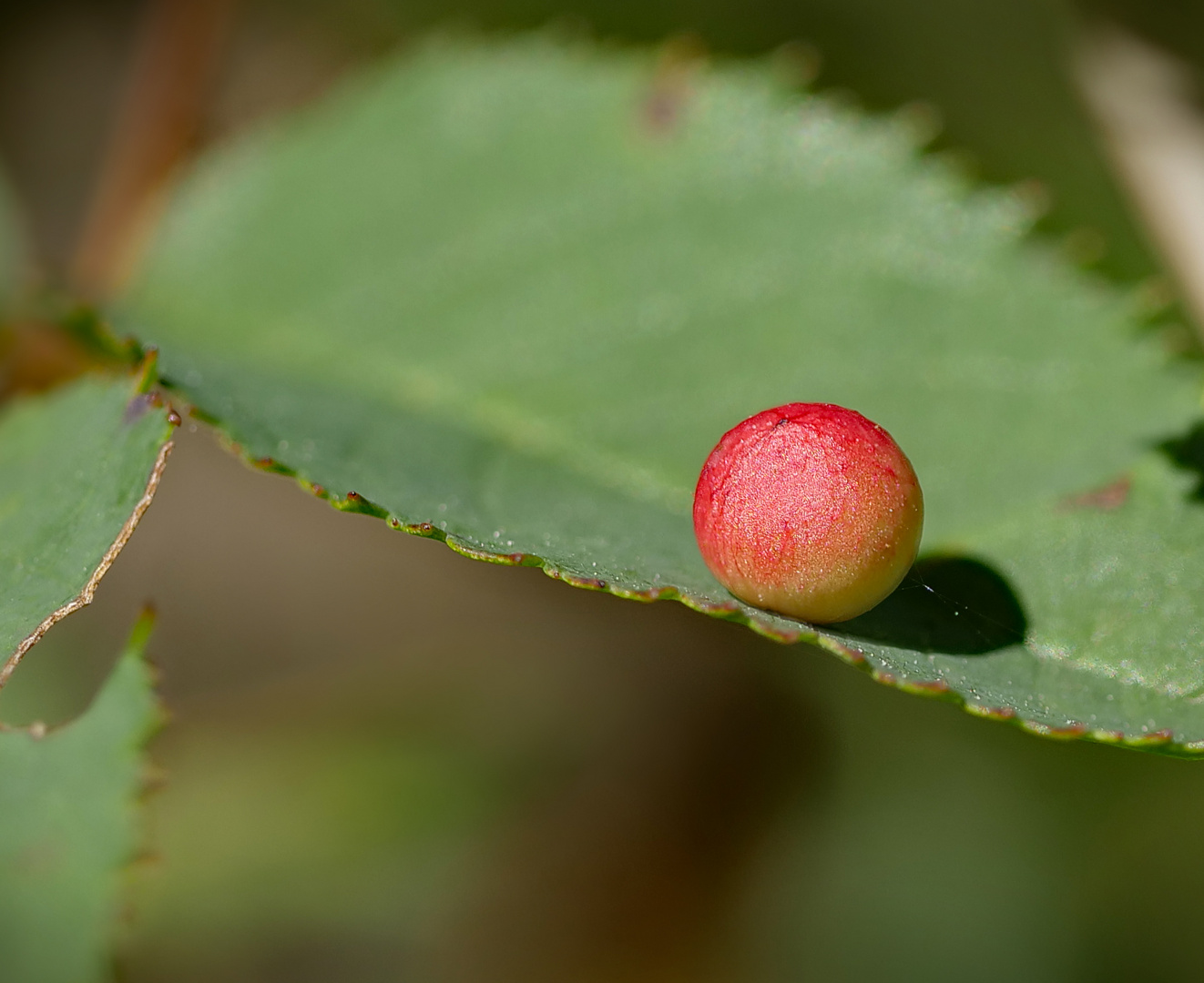 rotbackiger Gallapfel