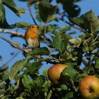 Rotbäckchen.. Rotkehlchen im Apfelbaum 