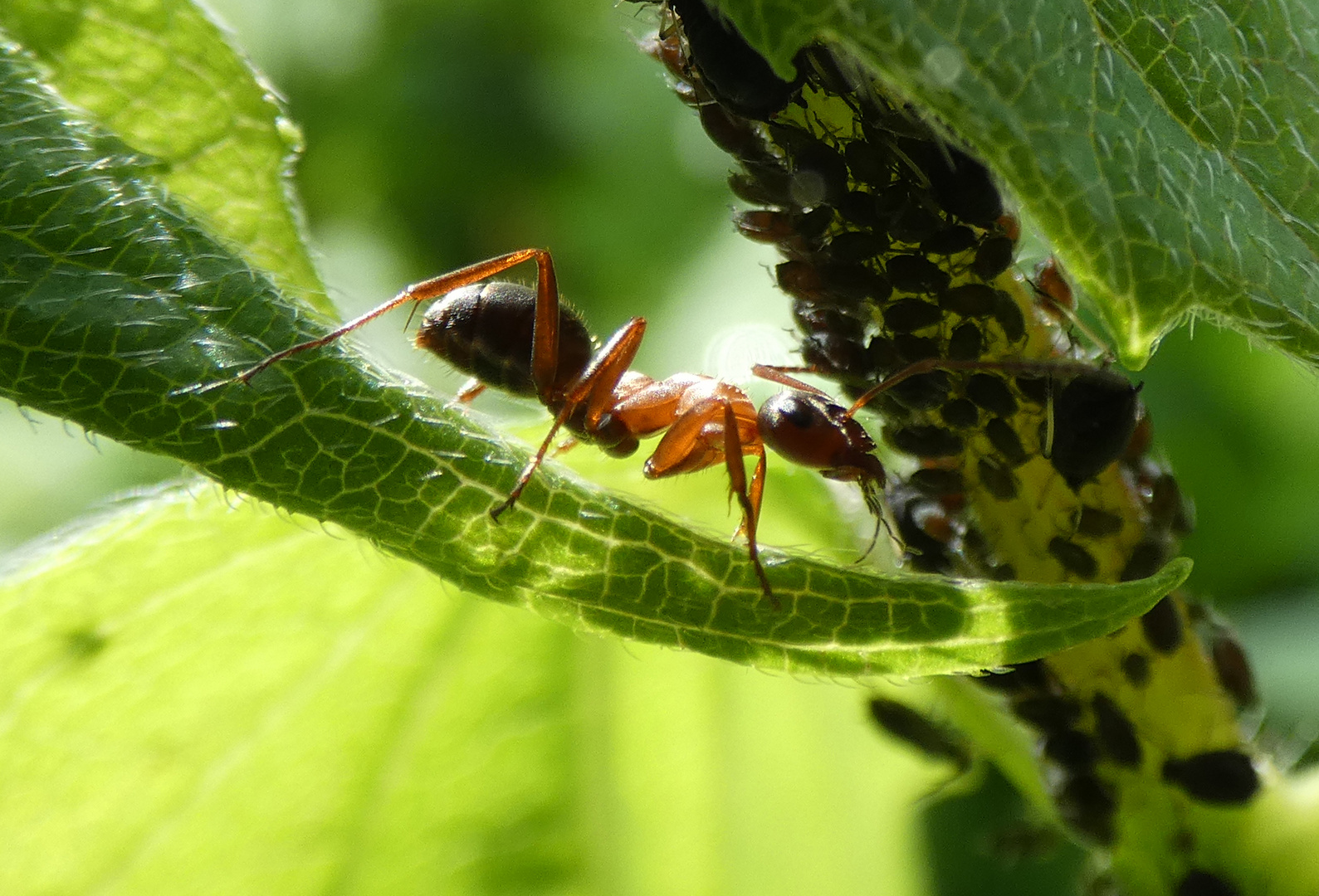 Rotbärtige Sklavenameise (Formica rufibarbis)