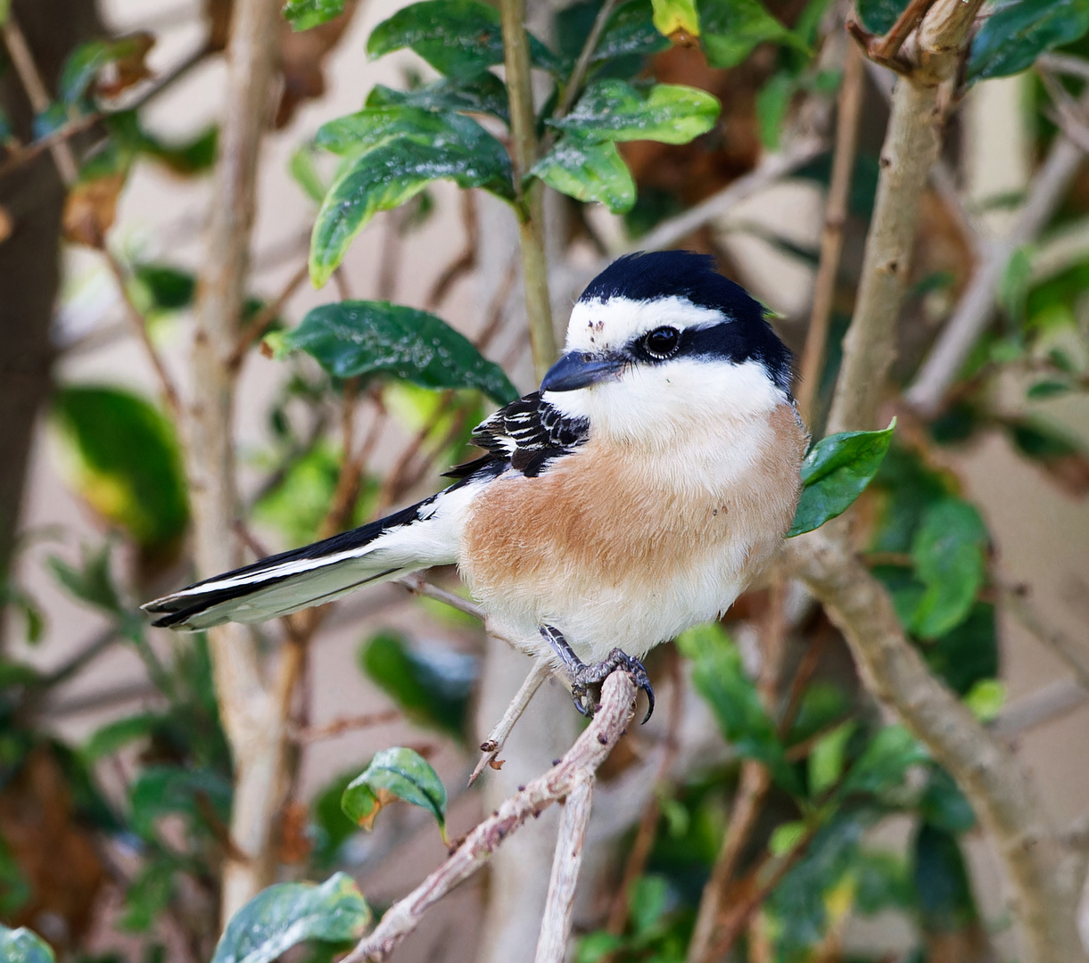 Rotbäuchiger Insektenjäger