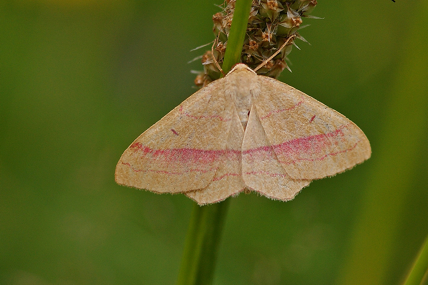 Rotband-Spanner (Rodostrophia vibicaria)