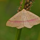 Rotband-Spanner (Rodostrophia vibicaria)