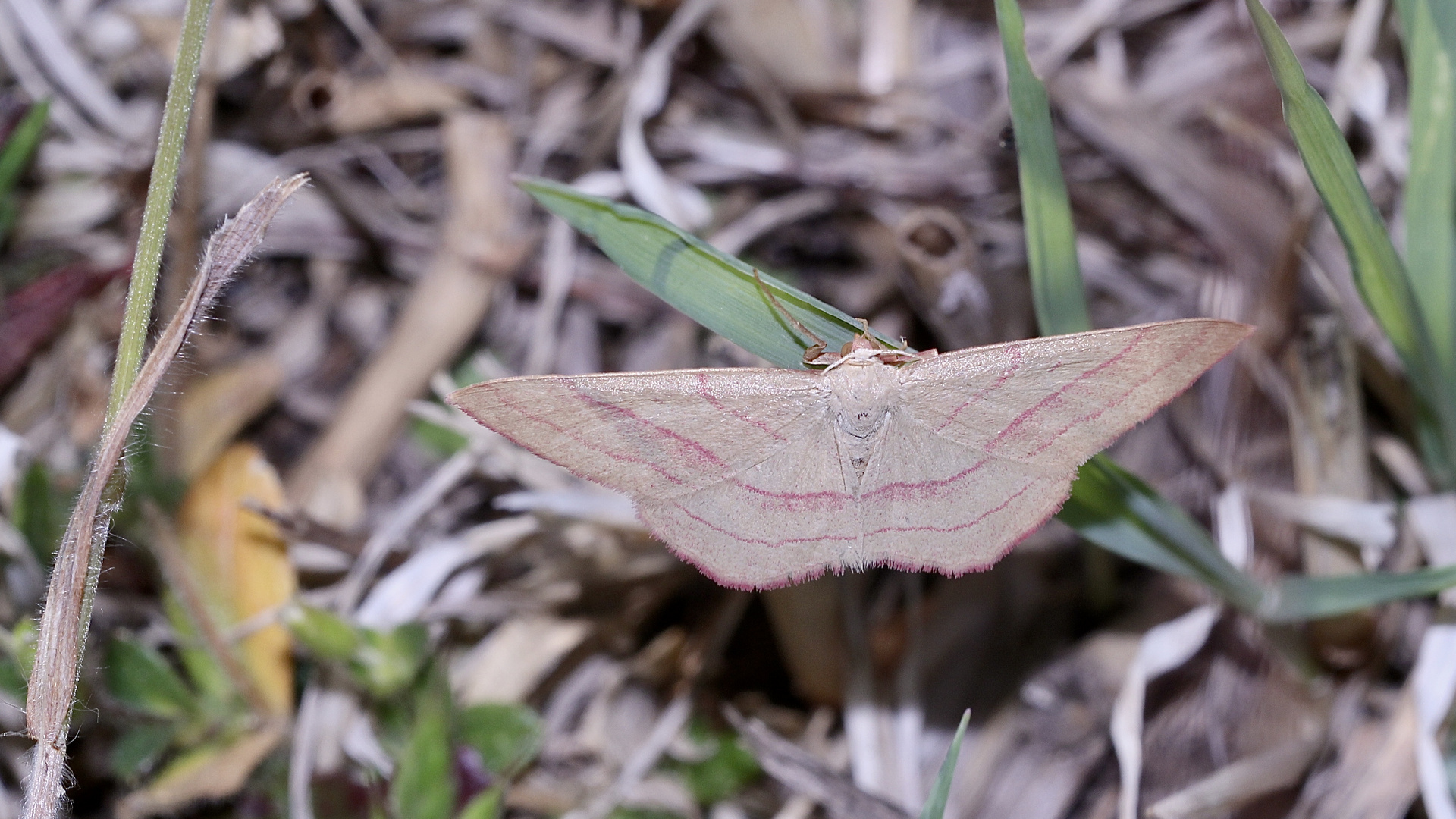 Rotbandspanner (Rhodostrophia vibicaria)