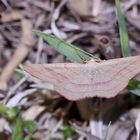 Rotbandspanner (Rhodostrophia vibicaria)