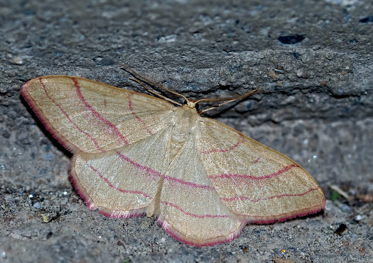 Rotbandspanner (Rhodostrophia vibicaria) - La Bande rouge, un papillon de nuit.