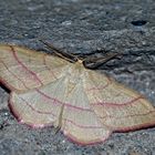 Rotbandspanner (Rhodostrophia vibicaria) - La Bande rouge, un papillon de nuit.