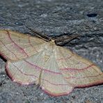 Rotbandspanner (Rhodostrophia vibicaria) - La Bande rouge, un papillon de nuit.