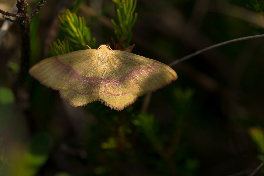 Rotbandspanner (Rhodostrophia vibicaria) wahrscheinlich