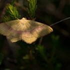 Rotbandspanner (Rhodostrophia vibicaria) wahrscheinlich