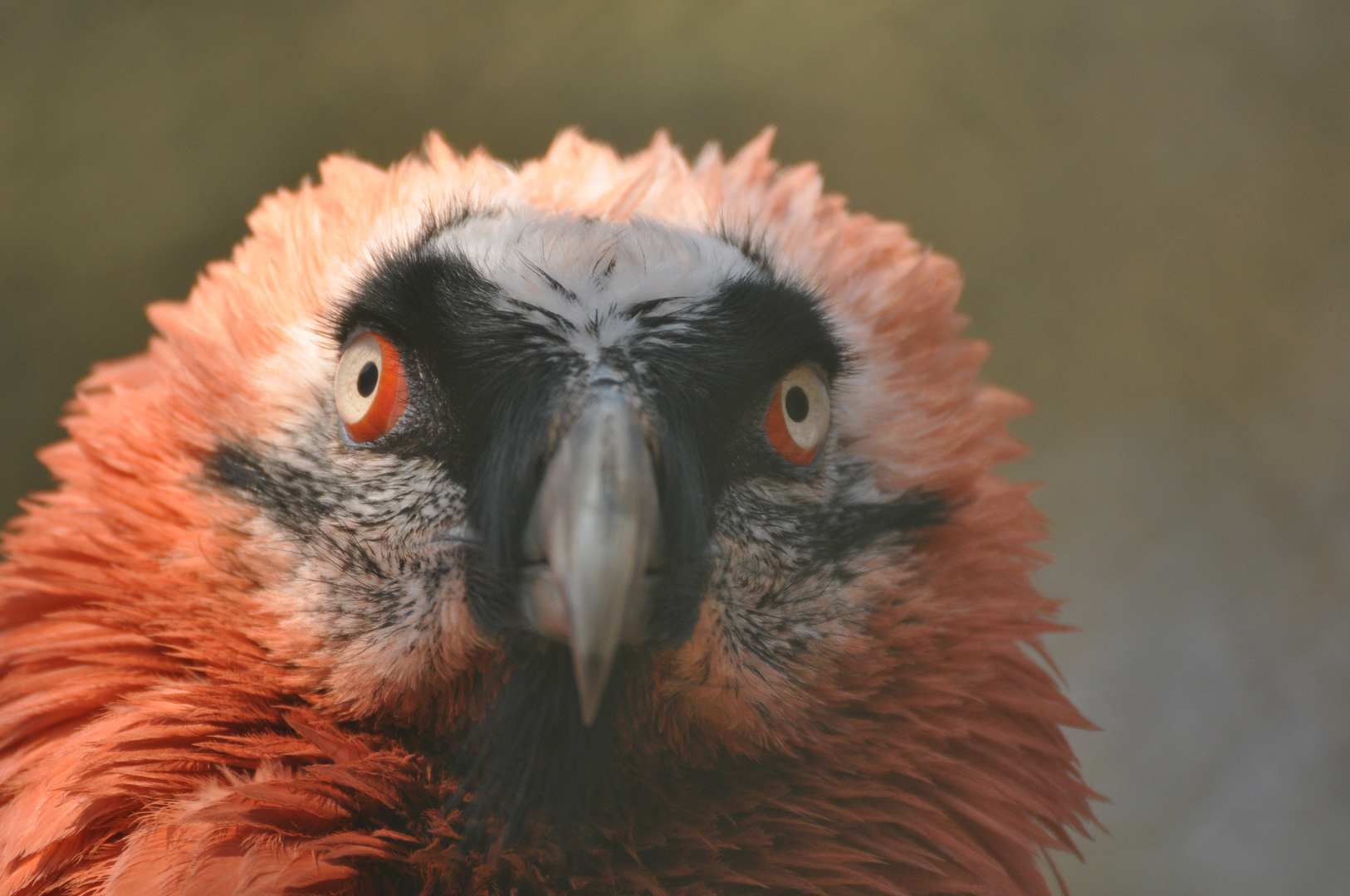 Rotbartgeier Foto Bild Tiere Zoo Wildpark Falknerei Vogel Bilder Auf Fotocommunity