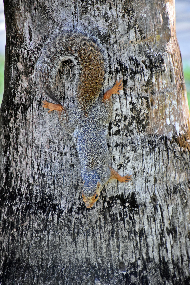 Rotbauch Küstenhörnchen 