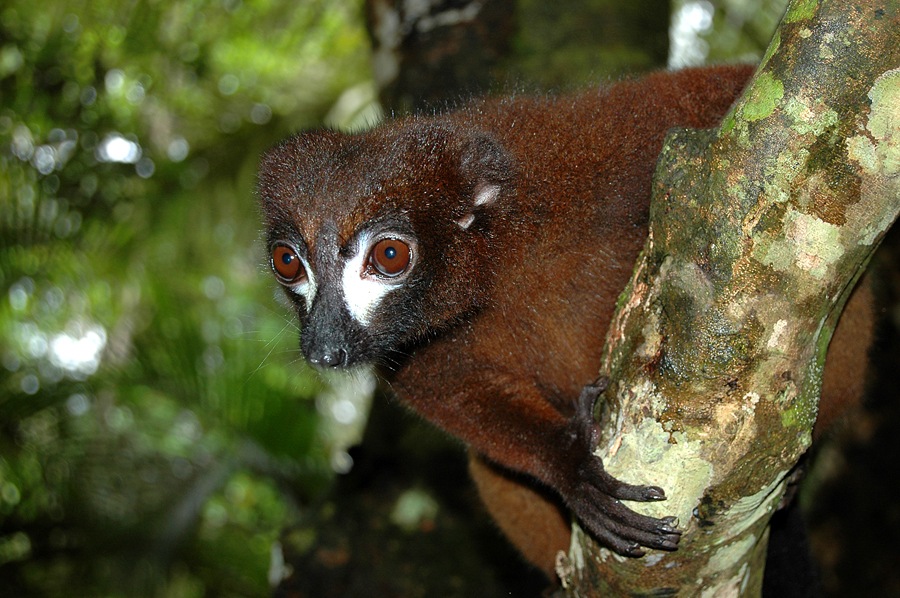 Rotbauch Lemur in Madagaskar