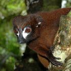 Rotbauch Lemur in Madagaskar