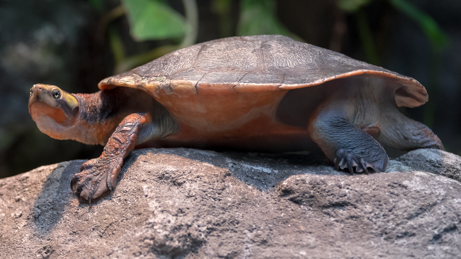 Rotbauch-Spitzkopfschildkröte