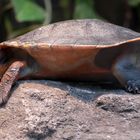 Rotbauch-Spitzkopfschildkröte