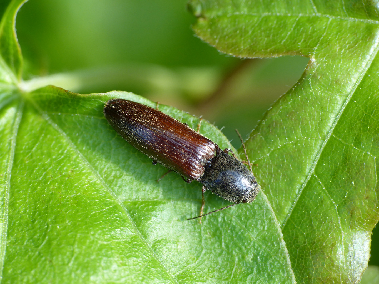 Rotbauchiger Laubschnellkäfer (Athous haemorrhoidalis)